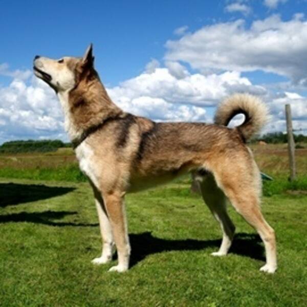 Hund