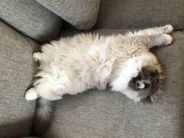 Katt - Katten Messi