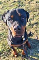 Rottweiler Apollo Rottweiler Apollo