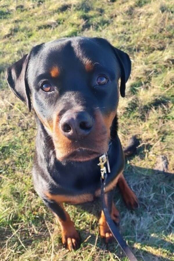 Hund - Rottweiler Apollo Hund - Rottweiler Apollo