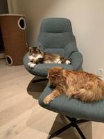 Begge kattene Begge kattene