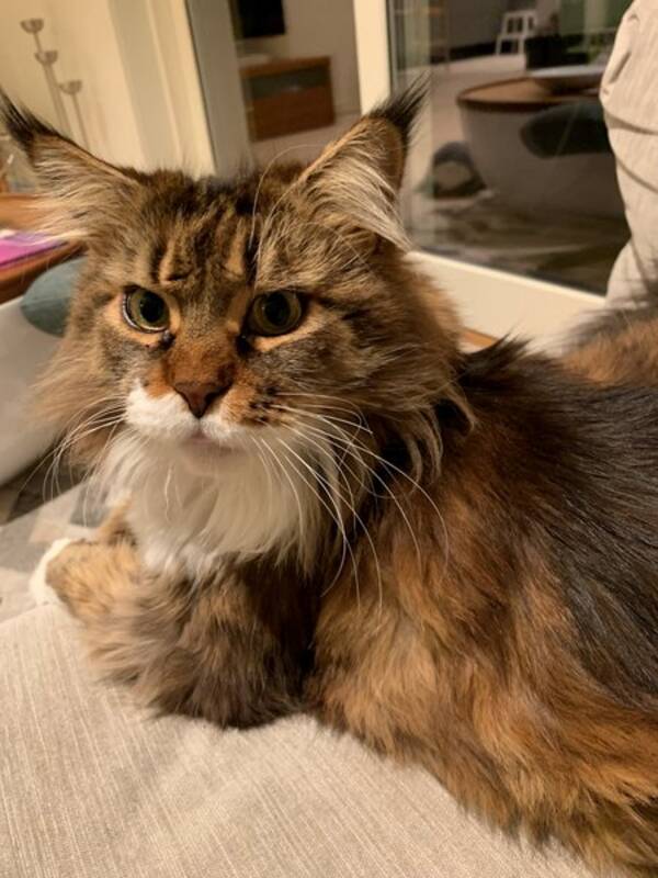 Katt - Begge kattene