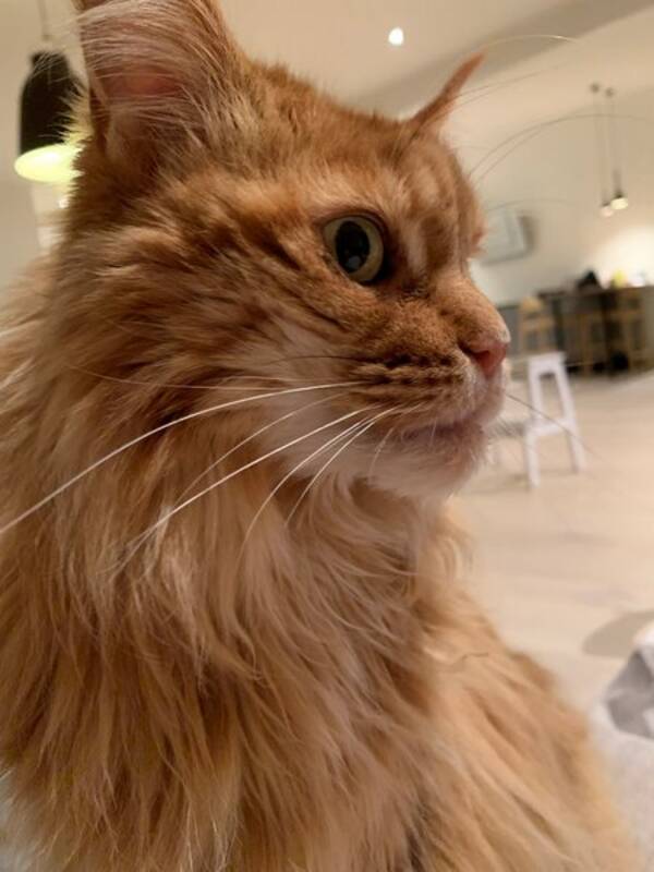 Katt - Begge kattene Katt - Begge kattene