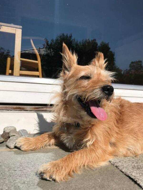 Hund - Tessa (tispe)