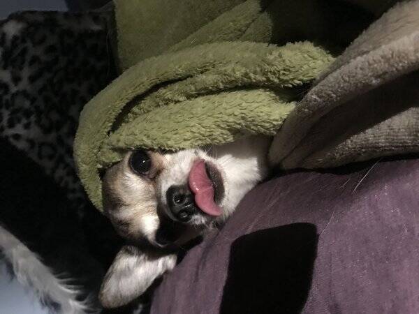 Hund