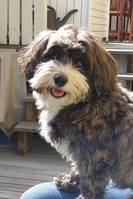 Bichon Havanais.                         Bichon Havanais.
