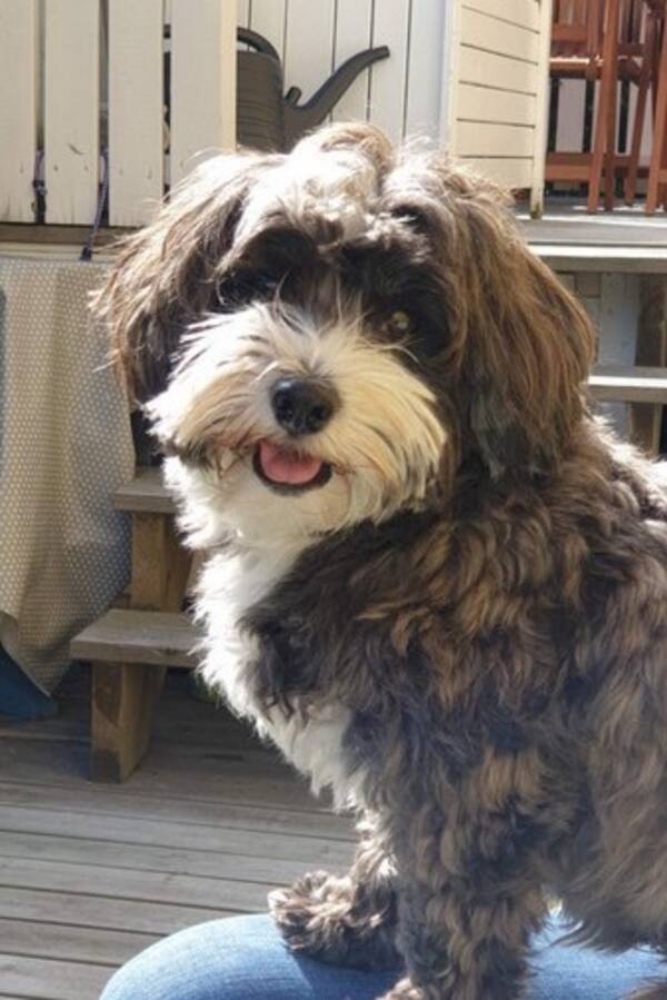 Hund - Bichon Havanais.                        