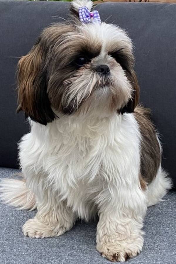 Hund - Shih Tzu