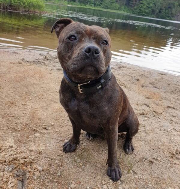 Hund - Staffordshire bullterrier