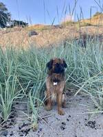 Blandings hund, Boris