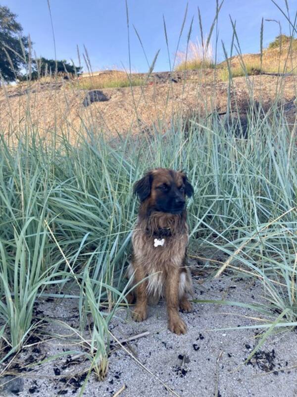 Hund - Blandings hund, Boris