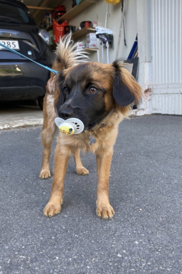 Hund - Blandings hund, Boris