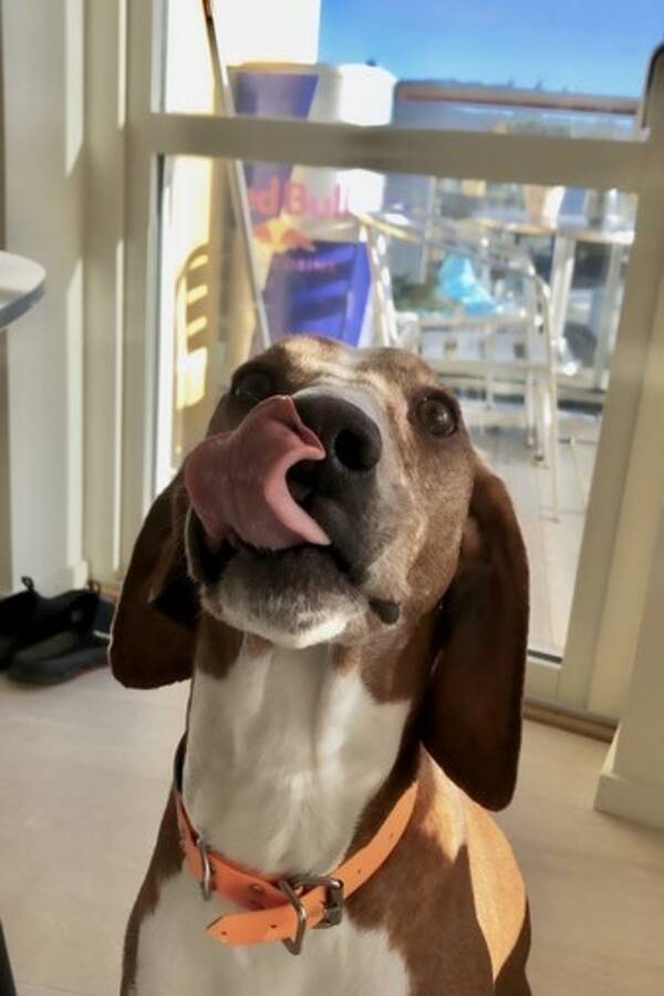 Hund - Polle 