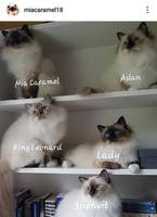 Hellig Birman Katt  Hellig Birman Katt