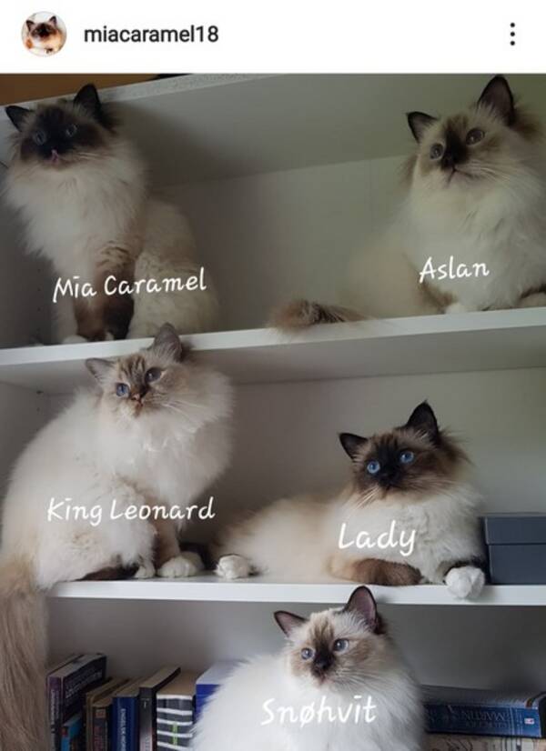 Katt - Hellig Birman Katt 