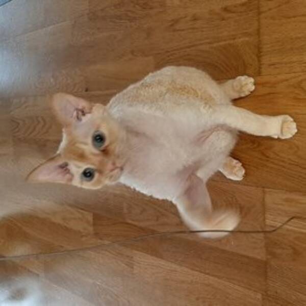 Katt - Katten heter Morris och rasen r Devon r