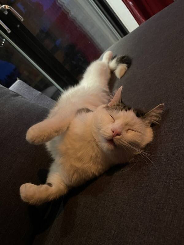 Katt - Trebente Rufus