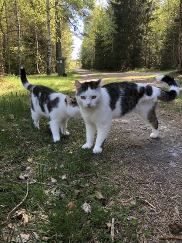 Katt - Trebente Rufus