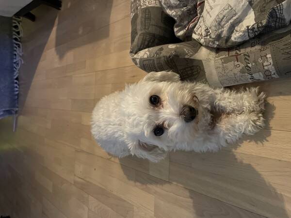 Hund - Malteser Fia Hund - Malteser Fia