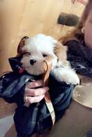 bland af K. Charles Cavalier og Shi tzu bland af K. Charles Cavalier og Shi tzu