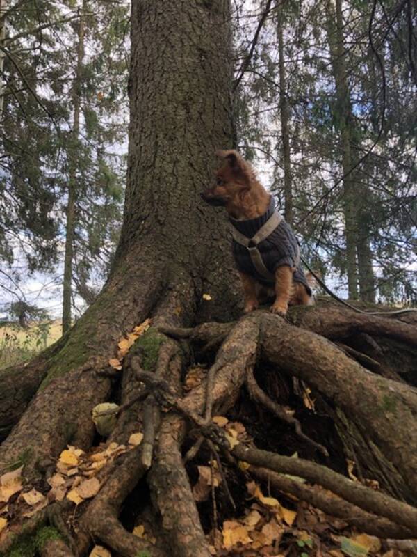 Hund - Hunden Albert