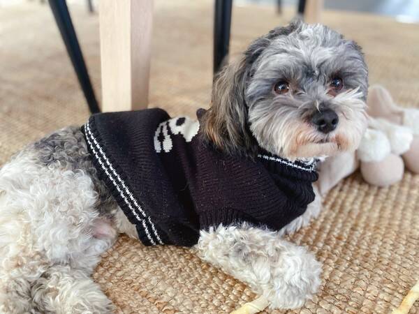 Hund - Bichon havenais  Hund - Bichon havenais