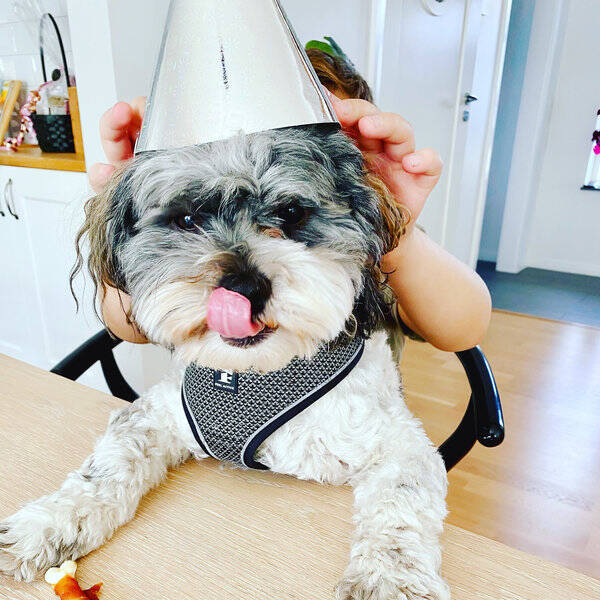 Hund - Bichon havenais  Hund - Bichon havenais