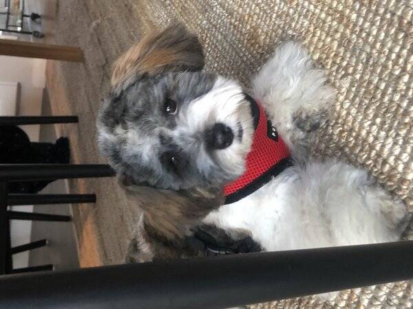 Hund - Bichon havenais  Hund - Bichon havenais