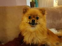 Bonny liten blanding  Bonny liten blanding