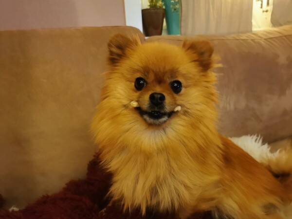 Hund - Bonny liten blanding 