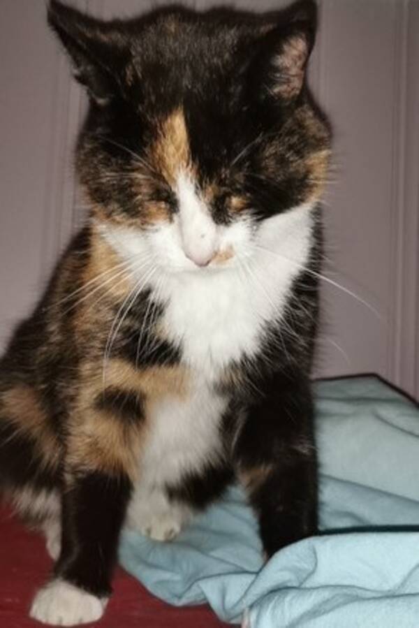 Katt - Lillepus  Katt - Lillepus