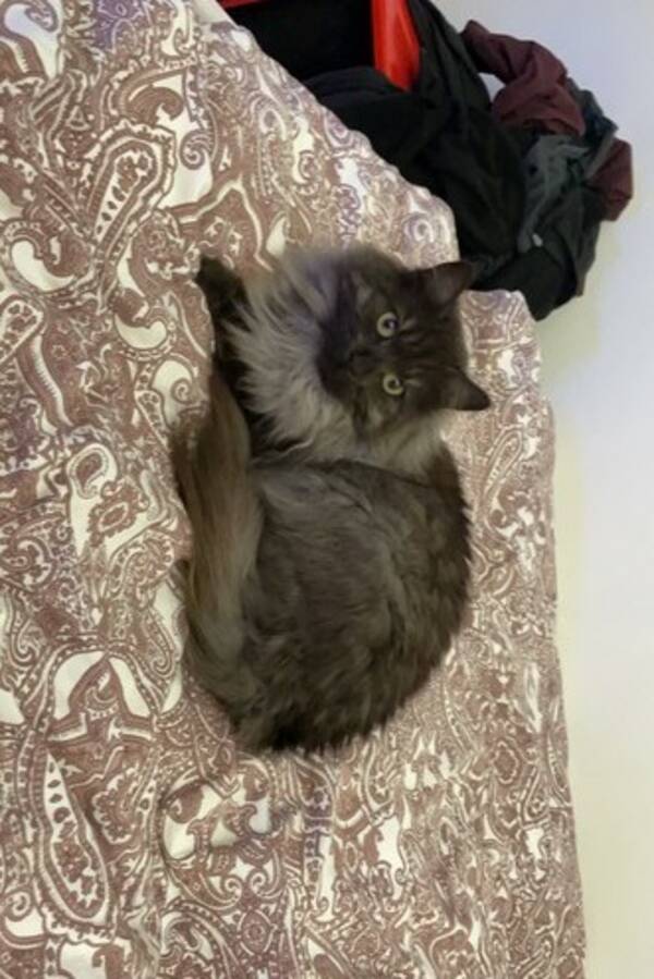 Katt - Svante