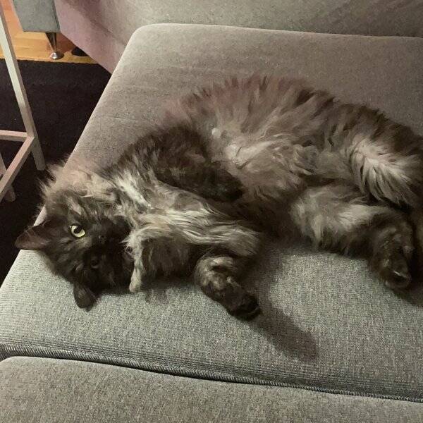 Katt - Svante