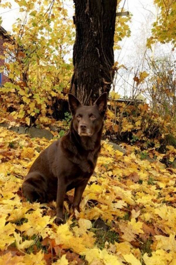 Hund - Australisk kelpie