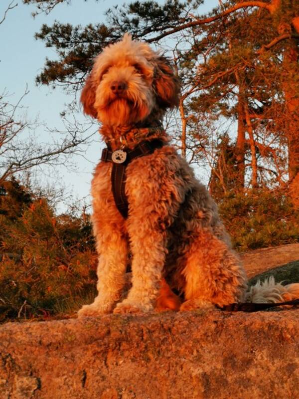 Hund - Golden doodle