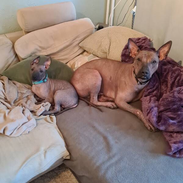 Hund - Xoloitzquintli - hann Hund - Xoloitzquintli - hann