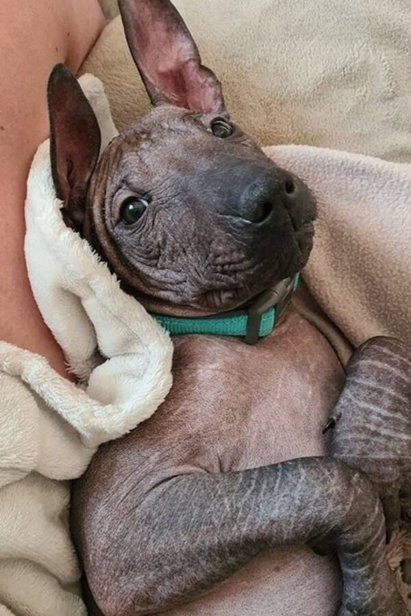 Hund - Xoloitzquintli - hann Hund - Xoloitzquintli - hann