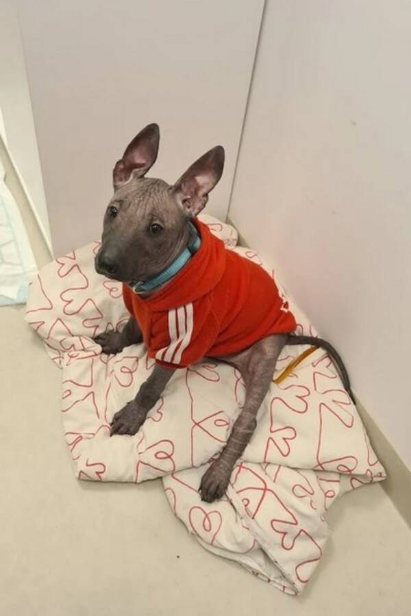 Hund - Xoloitzquintli - hann Hund - Xoloitzquintli - hann