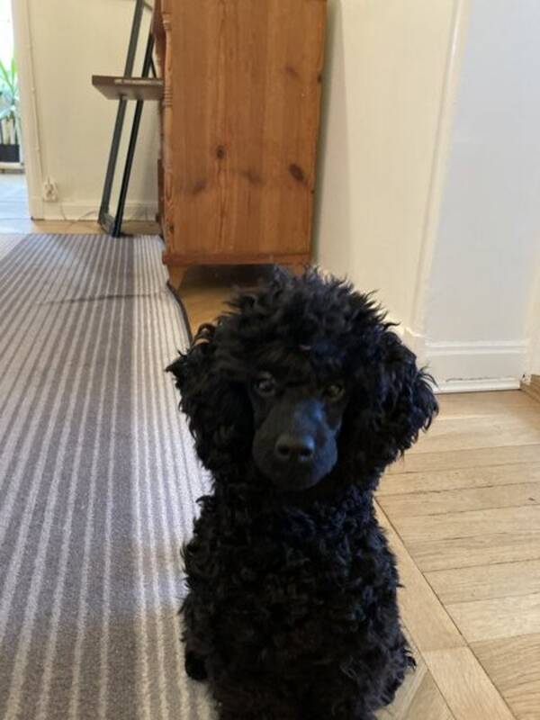 Hund - Svart dvärgpudel Pudel Tingeling Hund - Svart dvärgpudel Pudel Tingeling