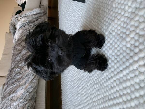 Hund - Yorkshireterrier Otis