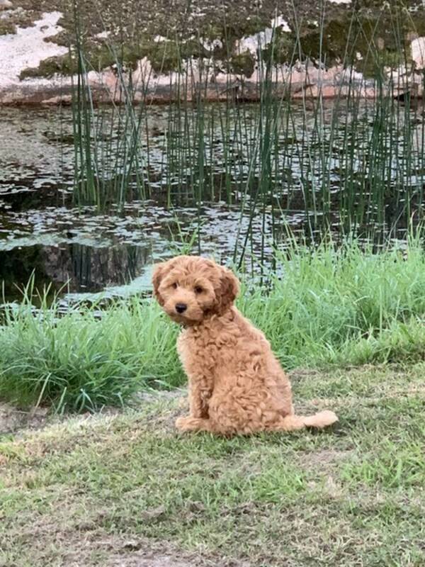 Hund - Valpen Texas