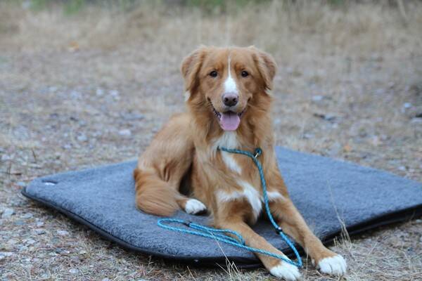 Hund - Asterix Nova scotia duck tolling retriev