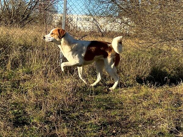 Hund