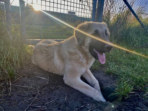 Hund - Kangal