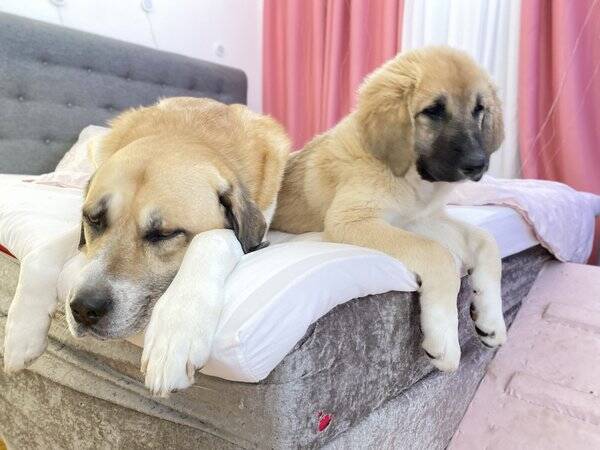 Hund - Kangal