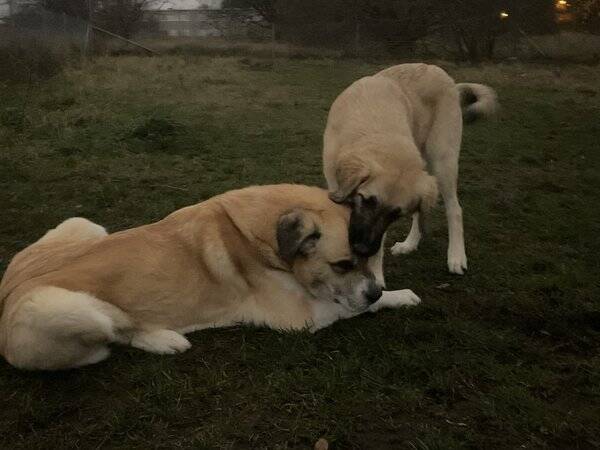 Hund - Kangal