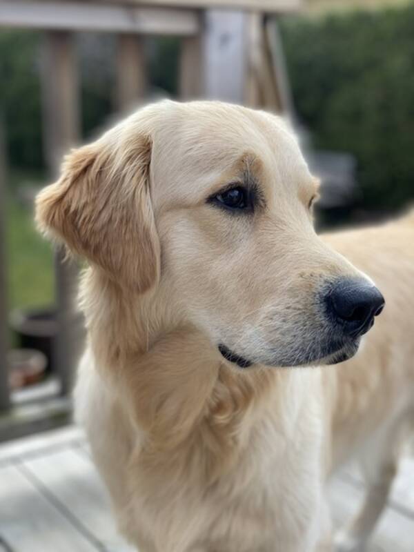 Hund - Selma Golden Retriever 