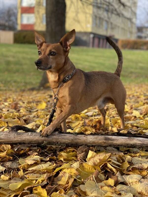 Hund - Lilla hunden Ben