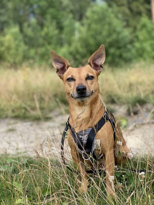 Hund - Lilla hunden Ben