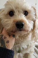 Bichon Havanese, Shanti 5r 